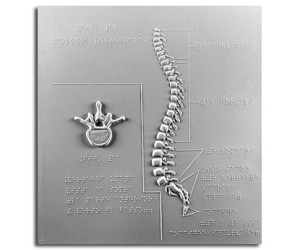Vertebra e colonna vertebrale