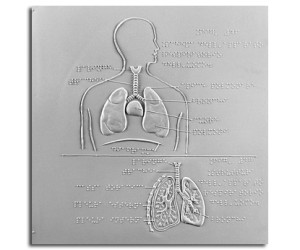 Schema e struttura dell’apparato respiratorio dell’uomo